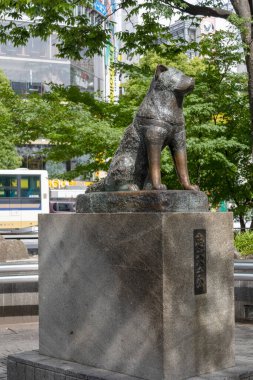 Tokyo, Japonya - 12 Mayıs 2024: Shibuya, Tokyo 'daki Hachiko Heykeli. Japonya 'nın en sadık köpeğini onurlandırmak için.