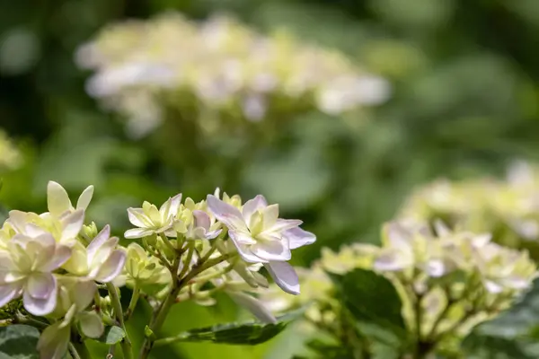 stock image Hydrangea blooming in Japanese Temple, Kamakura