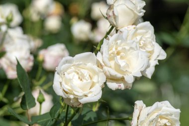 Tokyo 'daki Yoyogi Park bahçesindeki gül bahçesinin beyaz gülleri.