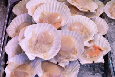 Çiğ deniz tarakları, açık deniz kabuğu, pazarda satılıyor.