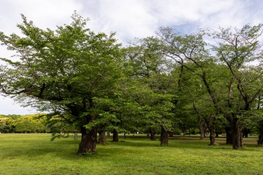 Tokyo, Japonya 'daki Yoyogi Park Bahçesi, Tokyo' da Shinjuku ve Harajuku bölgeleri arasında yeşil bir dönüm noktasıdır.