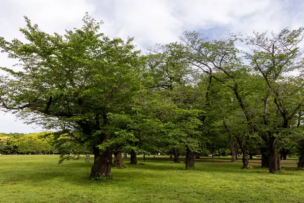 stock image Yoyogi park garden in Tokyo, Japan  Yoyogi-koen is a green landmark in Tokyo, just between Shinjuku and Harajuku areas