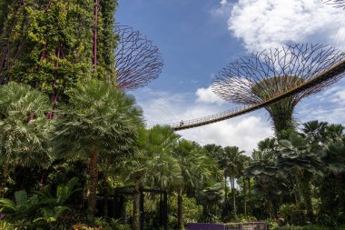 Singapur-29 Haziran 2024: Güneşli bir günde Marina Bay Sands Oteli yakınlarındaki Singapur Körfezi yakınlarındaki Gardens 'taki Supertree Grove ve ve Skyway