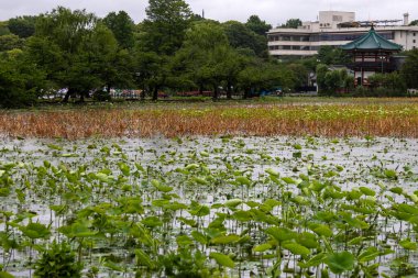 Tokyo, Japonya - 13 Mayıs 2024: Shinobazu Gölü Tokyo 'daki Ueno Park' ın içinde yaz boyunca. Ueno Park Japonya 'nın en eski beş parkından biridir.