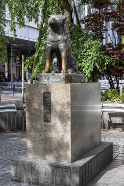 Tokyo, Japonya - 12 Mayıs 2024: Shibuya, Tokyo 'daki Hachiko Heykeli. Japonya 'nın en sadık köpeğini onurlandırmak için.