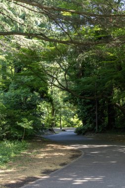Tokyo 'daki Shinjuku Gyoen Ulusal Bahçesi. Kiraz çiçeklerinin tadını çıkarmak için popüler bir park olarak bilinir..
