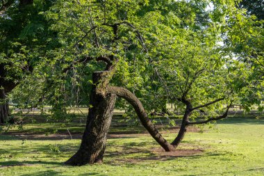 Tokyo 'daki Shinjuku Gyoen Ulusal Bahçesi. Kiraz çiçeklerinin tadını çıkarmak için popüler bir park olarak bilinir..