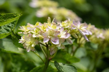 Hydrangea blooming in Japanese Temple, Kamakura clipart