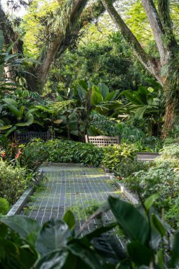 Singapur Botanik Bahçesi 'nin yeşil manzarası. Singapur Botanik Bahçeleri, kalabalık Singapur şehrinde verimli bir vaha olarak hizmet vermektedir.