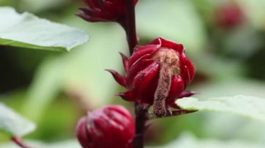 Doğa bahçesindeki Roselle çiçeğine yaklaş.
