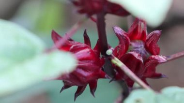 Doğa bahçesindeki Roselle çiçeğine yaklaş.