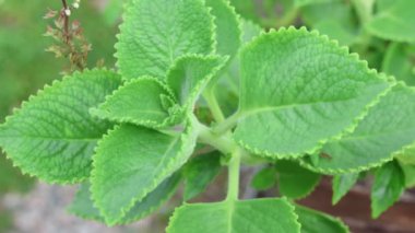 Bu yaprak bitkisel bir bitkidir ve genellikle şifalı bitki olarak kullanılır. Yapraklar kalın ve ince tüyleri var.