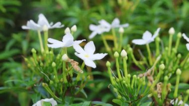 Bahçede sızlanan Yasemin çiçeği