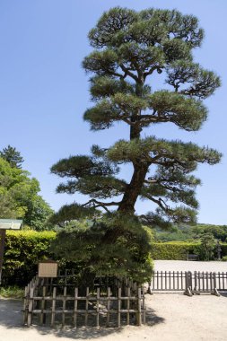 Okayama, Japonya- 10 Mayıs 2024: Heishiro no Matsu çam ağacı Korakuen 'de, Japon bahçesi Okayama' da. Japonya 'nın üç büyük bahçesinden biridir.