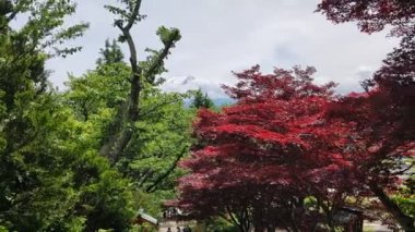 Shimoyoshida, Japonya 'daki kırmızı akçaağaçtan Fuji Dağı' nın manzarası.