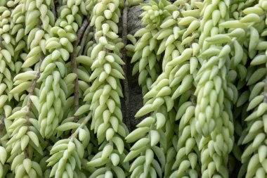 Sulu bitki Sedum morganianum burritum sulu