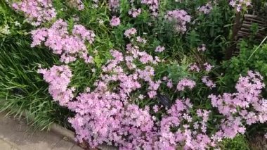 Güzel ve şenlikli çiçekler, Tokyo 'daki Yoyogi Bahçesinde çiçek açan çalılar.