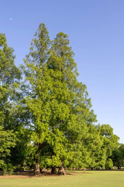 Tokyo, Japonya - 17 Mayıs 2024: Tokyo 'daki Shinjuku Gyoen Ulusal Bahçesi. Kiraz çiçeklerinin tadını çıkarmak için popüler bir park olarak bilinir..