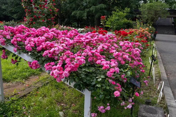 stock image Tokyo, Japan- 12 May 2024: Yoyogi park garden in Tokyo, Japan  Yoyogi-koen is a green landmark in Tokyo, just between Shinjuku and Harajuku areas