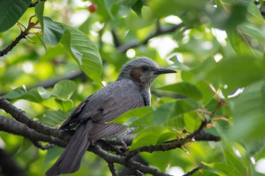 Japon kahverengi kulaklı bir bulbul, Hypsipetes amaurotis.