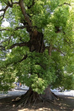 Tokyo, Japan- 18 May 2024: Sacred 600-year-old kusunoki camphor tree in the courtyard garden of the Haiden Hall, at Ueno Toshogu Shrine, Tokyo clipart