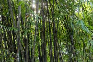 Singapur körfezinin yanındaki bahçede bambu.
