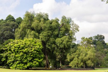 Singapore- 19 Apr, 2024: The iconic Tembusu tree at the Singapore Botanic Gardens. This tree is featured on Singapore $5 note clipart