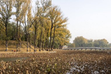 Pekin, Çin - 3 Kasım 2024: Pekin, Çin 'deki Yuanmingyuan Parkının güzel sonbahar manzarası. Çin tarihinin en muhteşem ve lüks imparatorluk bahçesiydi.