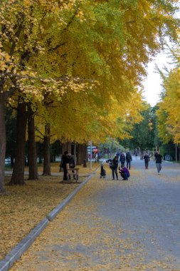 Pekin, Çin - 5 Kasım 2024: Pekin Ditan Parkı 'ndaki Ginkgo Bulvarını ziyaret eden turistler.