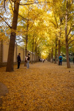Pekin, Çin - 4 Kasım 2024: Sonbahar sezonu boyunca Pekin 'deki Diaoyutai Ginkgo Bulvarı boyunca güzel sarı ginkgo yaprakları. Diaoyutai Ginkgo Bulvarı, altın ginkgo ağaçlarıyla, birçok insanı sonbaharın tadını çıkarmaya çeker.