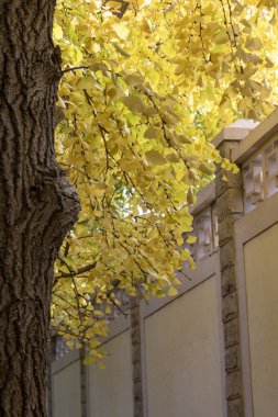 Pekin 'deki Diaoyutai Ginkgo Bulvarı boyunca sonbahar sezonu boyunca güzel sarı ginkgo yaprakları. Diaoyutai Ginkgo Bulvarı, altın ginkgo ağaçlarıyla, birçok insanı sonbaharın tadını çıkarmaya çeker.