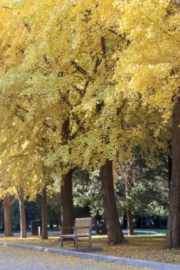 Pekin Ditan Parkı, Pekin 'de sarı yapraklı Ginkgo Caddesi.