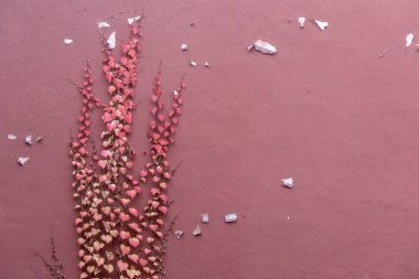 Yasak Şehir Pekin 'deki kırmızı duvarda renkli bitkiler yetişiyor.