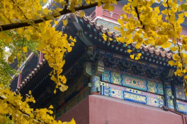 Yeşil ve sarı sonbahar yapraklarının arkasındaki Yasak şehrin kırmızı duvarı.