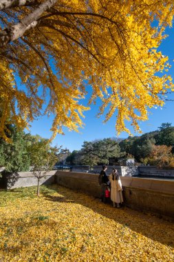 Pekin, Çin - 4 Kasım 2024: Pekin, Çin 'deki Yaz Sarayı' nın sonbahar manzarası. Qing Hanedanlığı zamanında bir imparatorluk bahçesiydi..