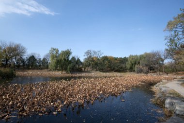 Beautiful autumn view of Yuanmingyuan Park in Beijing, China. It was the most wonderous and luxurious imperial garden in Chinese history clipart