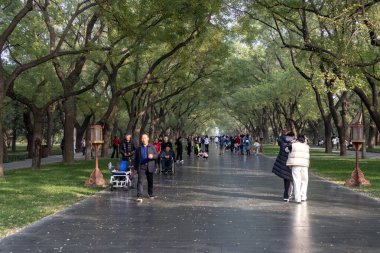 Beijing, China- 1 Nov 2024: View of tree tunnel walking street at temple of heaven park or Taintan in Beijing, China. This is the one of popular world heritage site in China. clipart