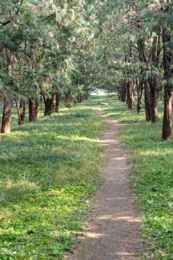 Pekin Tiantan Parkı 'nda güneşin altında parlayan güzel bir orman.