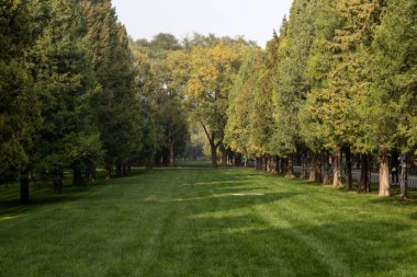 Pekin Tiantan Parkı 'nda güneşin altında parlayan güzel bir orman.