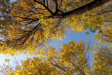 Sarı ginkgo, sonbahar mevsiminde mavi gökyüzü ile ayrılır.