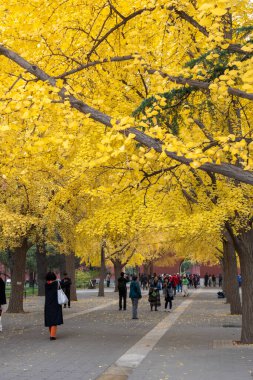 Pekin, Çin-11 Kasım 2024: Zhongshan Park, Pekin 'deki Sarı Ginkgo Bulvarı. Eski bir imparatorluk sunağıydı ve şimdi Yasak Şehir 'in hemen güneybatısında bulunan bir halk parkı.