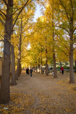 Pekin, Çin - 4 Kasım 2024: Sonbahar sezonu boyunca Pekin 'deki Diaoyutai Ginkgo Bulvarı boyunca güzel sarı ginkgo yaprakları. Diaoyutai Ginkgo Bulvarı, altın ginkgo ağaçlarıyla, birçok insanı sonbaharın tadını çıkarmaya çeker.
