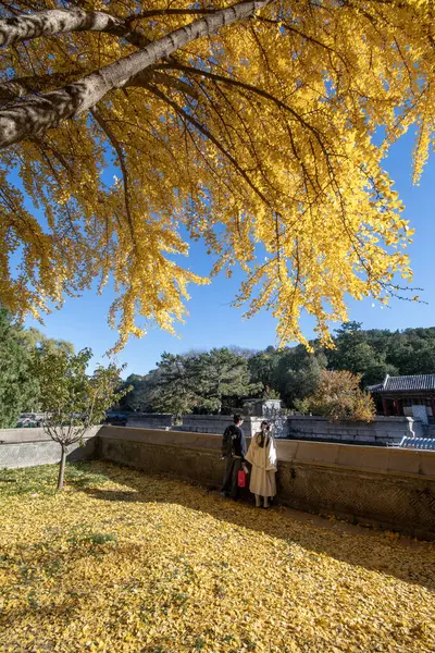 Pekin, Çin - 4 Kasım 2024: Pekin, Çin 'deki Yaz Sarayı' nın sonbahar manzarası. Qing Hanedanlığı zamanında bir imparatorluk bahçesiydi..