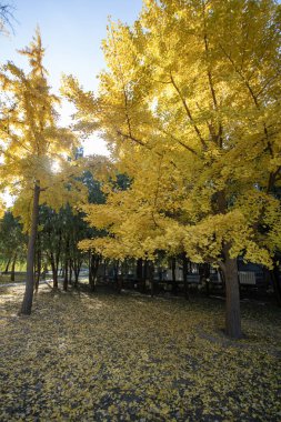 Çin, Pekin 'deki Yuanmingyuan Parkı' nın güzel sonbahar manzarası. Çin tarihinin en muhteşem ve lüks imparatorluk bahçesiydi.