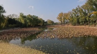 Pekin, Çin - 3 Kasım 2024: Pekin, Çin 'deki Yuanmingyuan Parkının güzel sonbahar manzarası. Çin tarihinin en muhteşem ve lüks imparatorluk bahçesiydi.