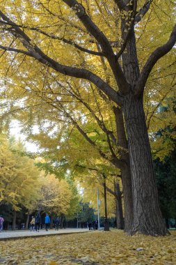 Pekin, Çin - 5 Kasım 2024: Pekin Ditan Parkı 'ndaki Ginkgo Bulvarını ziyaret eden turistler.