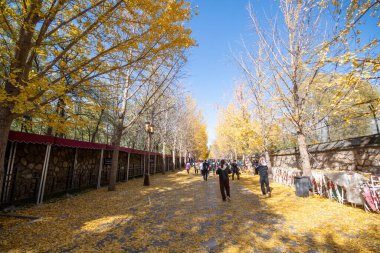 Pekin, Çin - 3 Kasım 2024: Turistler Pekin, Çin 'deki Yuanmingyuan Parkı' nı ziyaret ettiler. Çin tarihinin en muhteşem ve lüks imparatorluk bahçesiydi.