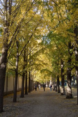 Pekin, Çin - 4 Kasım 2024: Sonbahar sezonu boyunca Pekin 'deki Diaoyutai Ginkgo Bulvarı boyunca güzel sarı ginkgo yaprakları. Diaoyutai Ginkgo Bulvarı, altın ginkgo ağaçlarıyla, birçok insanı sonbaharın tadını çıkarmaya çeker.