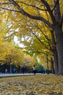 Pekin, Çin - 5 Kasım 2024: Pekin Ditan Parkı 'ndaki Ginkgo Bulvarını ziyaret eden turistler.