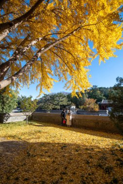 Pekin, Çin - 4 Kasım 2024: Pekin, Çin 'deki Yaz Sarayı' nın sonbahar manzarası. Qing Hanedanlığı zamanında bir imparatorluk bahçesiydi..